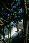 Runion - Saint-Benot (north-east coast) - La Marine - Pointe Bourbier: beach and vegetation - vacoa or common screwpine - Pandanus utilis - photo by Y.Guichaoua