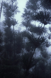Reunion / Reunio - mist in the forest - calumet - photo by W.Schipper