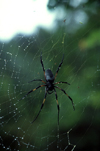Reunion / Reunio - Nephila nigra - Black/Golden Orb-web Spider - Bibe - it weaves the strongest and largest spider web in the world - photo by W.Schipper