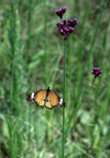Reunion / Reunio - butterfly in the fields - danaus chrysippus - papillon diurne - photo by W.Schipper