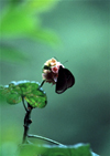 Reunion / Reunio - black butterfly on a flower - Euploea goudotii - papillon diurne - photo by W.Schipper