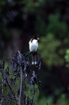 Reunion / Reunio - Pycnonotus jocosus - Red-whiskered Bulbul - Bulbul Orphe - bul-bul - photo by W.Schipper