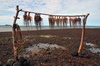 Anse Baleine, Rodrigues island, Mauritius: octopuses drying by the coast - photo by M.Torres