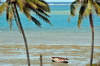 Anse Mourouk, Rodrigues island, Mauritius: coconut trees, fishing boat and the waters of the lagoon - photo by M.Torres