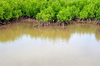 Anse Mourouk, Rodrigues island, Mauritius: mangrove protecting the coastline - photo by M.Torres