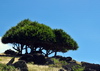 Montagne Cabris, Rodrigues island, Mauritius: boulders and group of vacoas trees - common screwpine (Pandanus utilis)- photo by M.Torres