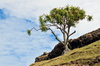 Anse Tamarin, Rodrigues island, Mauritius: lone vacoas tree on a hill side - common screwpine (Pandanus utilis) - photo by M.Torres