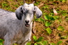 Anse Tamarin, Rodrigues island, Mauritius: young goat (kid) staring at the camera - photo by M.Torres