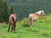 Rodnei National Park, Maramures county, Transylvania, Romania: horses at Prislop pass - photo by J.Kaman
