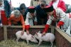 Russia - Kuban: children petting piglets - Golden Apple folk festival (photo by Vladimir Sidoropolev)