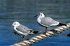 Russia - Krasnodar kray: seagulls - Black Sea coast - photo by V.Sidoropolev