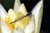 Russia - Krasnodar kray: dragonfly on a lotus flower (photo by Vladimir Sidoropolev)