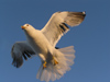 Russia - Republic of Karelia: Seagull in flight - photo by J.Kaman