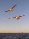 Russia - Arkhangelsk Oblast: pair of seagull in flight - photo by J.Kaman