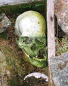 Wrangel Island / ostrov Vrangelya, Chukotka AOk, Russia: human skull - old bones on the ground - photo by R.Eime