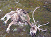 Wrangel Island / ostrov Vrangelya, Chukotka AOk, Russia: reindeer carcass - skeleton on the tundra - photo by R.Eime