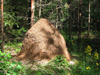 Russia - Meshera Forest  - Moscow oblast: giant anthill (photo by Dalkhat M. Ediev)