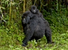 Volcanoes National Park, Northern Province, Rwanda: mother Mountain Gorilla with baby on her back - Sabyinyo Group - Gorilla beringei beringei - photo by C.Lovell