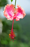 Windwardside, Saba: Hibiscus flower - photo by M.Torres