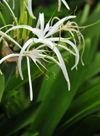 Windwardside, Saba: spider lily - Caribbean white lily - Hymenocallis latifolia - photo by M.Torres