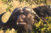 South Africa - Cape Buffalo close-up, Singita - photo by B.Cain