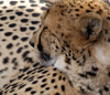 South Africa - Cheeta profile, big cats rehab ctr, Oudtshoorn, Garden Route - photo by B.Cain
