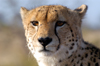 South Africa - Cheetah close-up - Acinonyx jubatus, Singita - African safari - wildlife - photo by B.Cain
