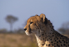 South Africa - Cheetah head and shoulders, Singita - safari - photo by B.Cain