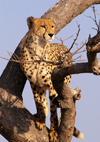 South Africa - Cheetah in tree, Singita - photo by B.Cain
