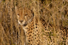 South Africa - Cheetah sitting in tall grass, Singita - photo by B.Cain