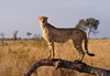 South Africa - Cheetah standing on log, Singita - photo by B.Cain