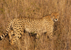 South Africa - Cheetah walking in tall grass - the fastest land animal, Singita - photo by B.Cain