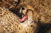 South Africa - Cheetah yawning, Singita - photo by B.Cain
