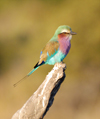 South Africa - Colorful bird, Singita - photo by B.Cain