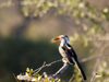 South Africa - Hornbill bird, red beak, Singita - photo by B.Cain