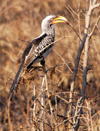 South Africa - Hornbill bird, yellow beak, Singita - photo by B.Cain