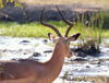 South Africa - Impala by stream, Singita - photo by B.Cain