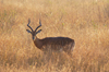 South Africa - Impala in field - Aepyceros melampus, Singita - photo by B.Cain