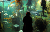 South Africa - Kelp tank and person at Two Oceans Aquarium, Cape Town - photo by B.Cain