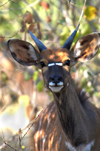 South Africa - Kudu Close-up, Singita - photo by B.Cain