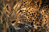 South Africa - Leopard close-up, Singita - photo by B.Cain