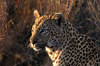 South Africa - Leopard head and shoulders, Singita - photo by B.Cain