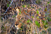 South Africa - Leopard stalking in bush, Singita - photo by B.Cain