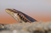 South Africa - Lizard close-up, Singita - photo by B.Cain
