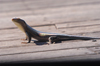 South Africa - Lizard on deck of guest suite, Singita Game Reserve - photo by B.Cain