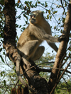 South Africa - Monkey in tree, Singita - photo by B.Cain
