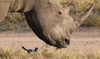 South Africa - Rhino close-up with bird - Southern White Rhinoceros - Ceratotherium simum simum, Singita - photo by B.Cain