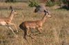 South Africa - Running impalas, Singita - photo by B.Cain