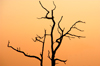 South Africa - Silhouetted tree branches at sunset, Singita - photo by B.Cain