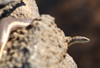 South Africa - Snake, Singita - photo by B.Cain